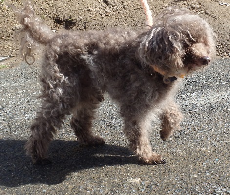 dog20250409