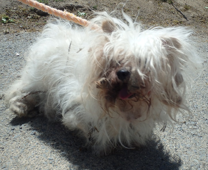dog20250430
