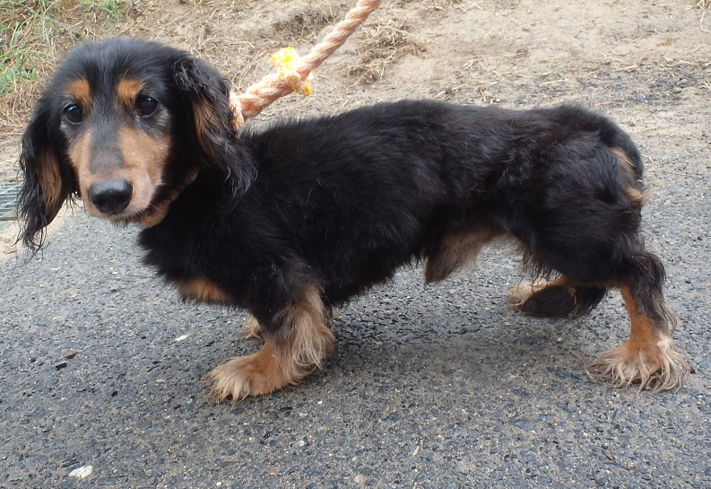 dog20250904