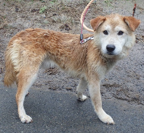 dog20250905