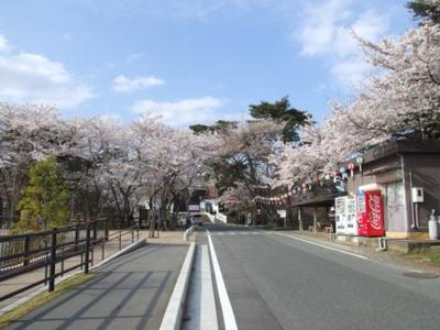サクラ