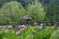 古代蓮と阿弥陀堂の様子