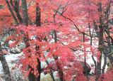紅葉の様子