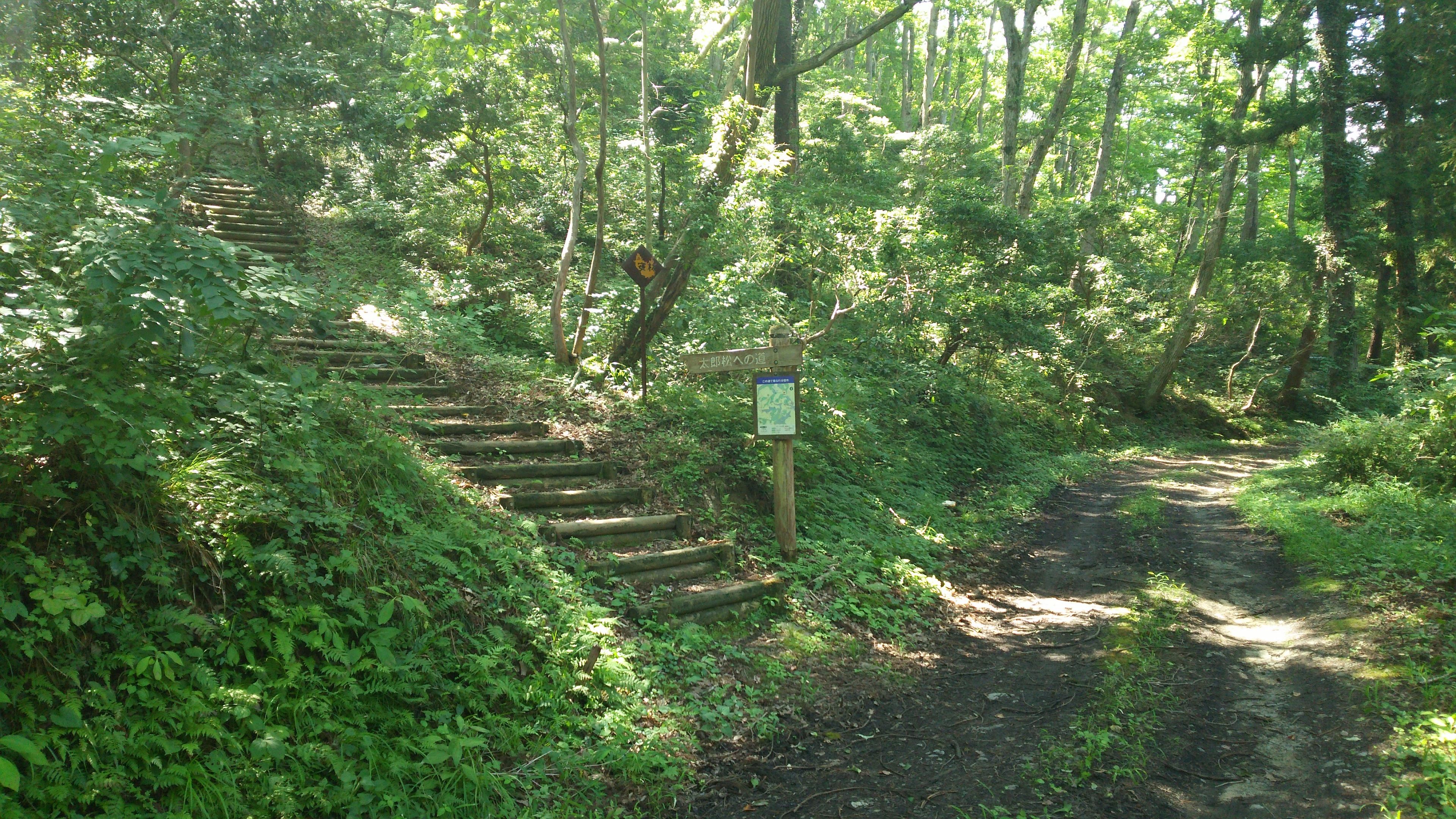 カラ松の小道から見た入口