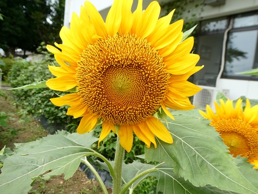 咲いたヒマワリ拡大