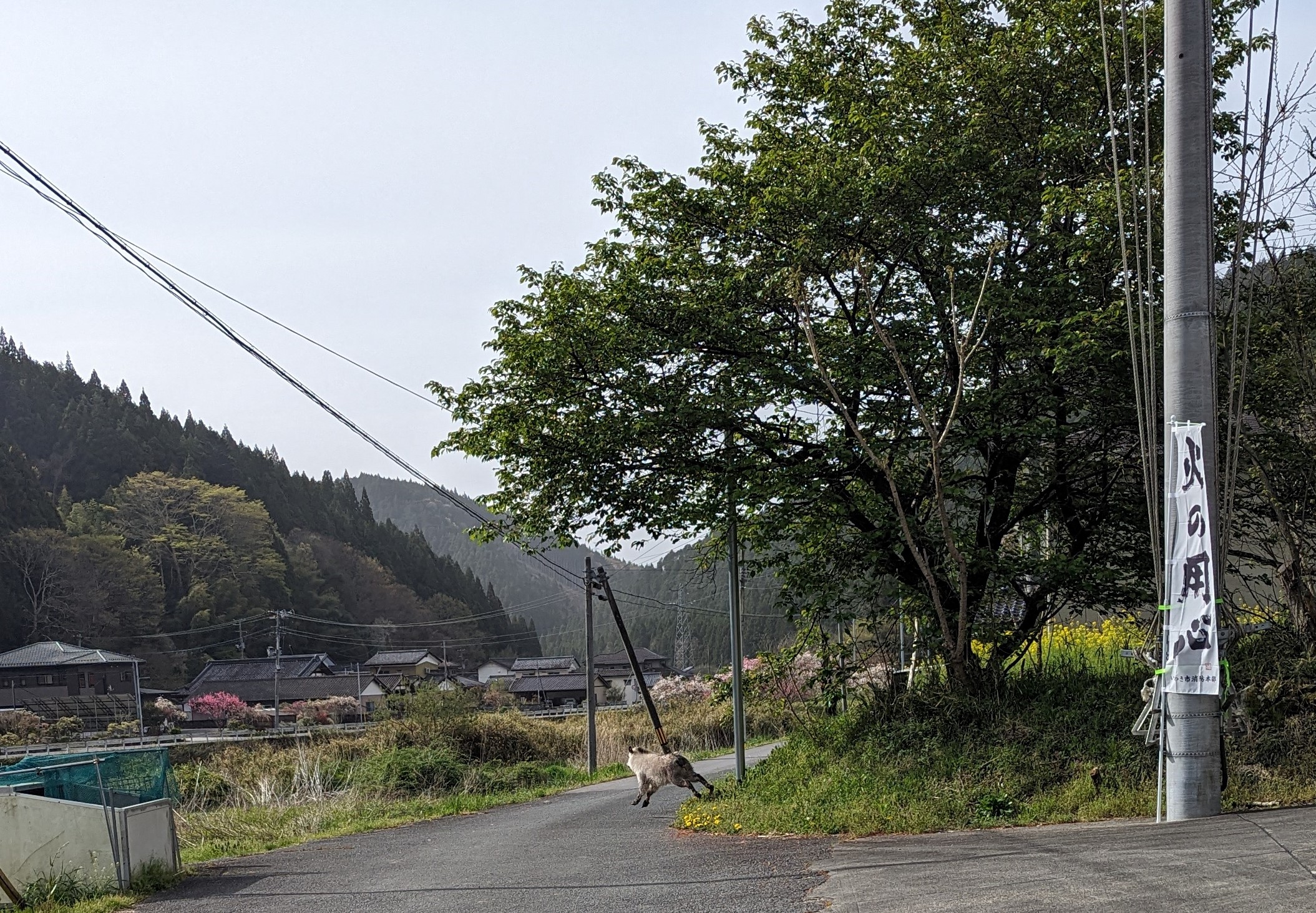 kamoshika