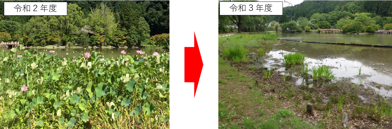 hasu