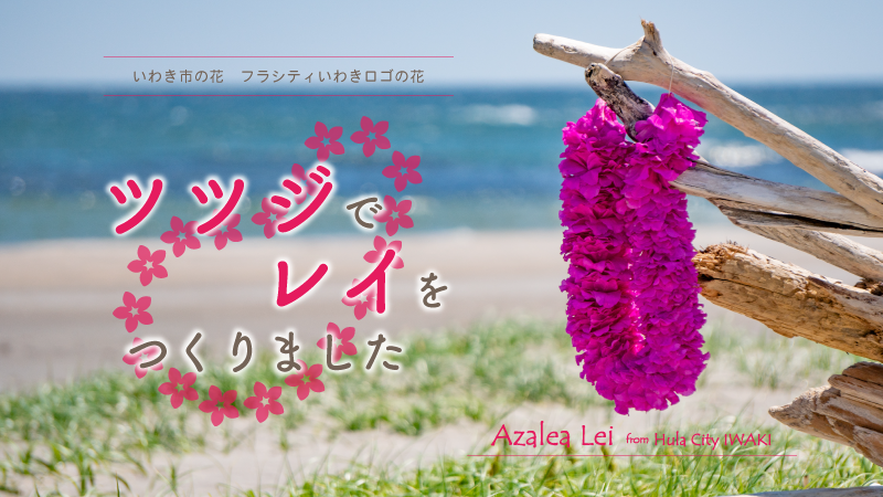 いわき市の花ツツジ