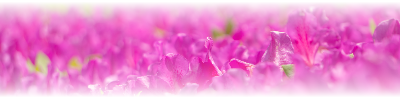 いわき市の花ツツジ
