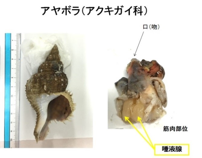 アヤボラ