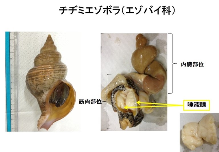チヂミエゾボラ