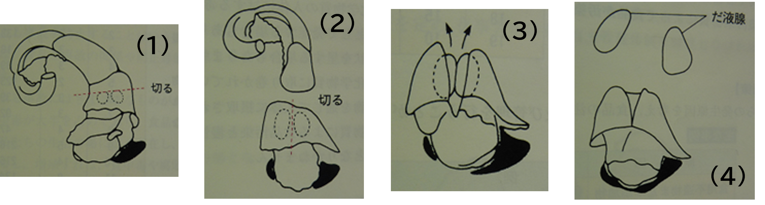 つぶ貝除去方法